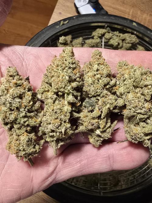 @Grow4Releaf. Week 19