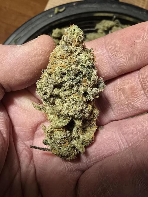 @Grow4Releaf. Week 19