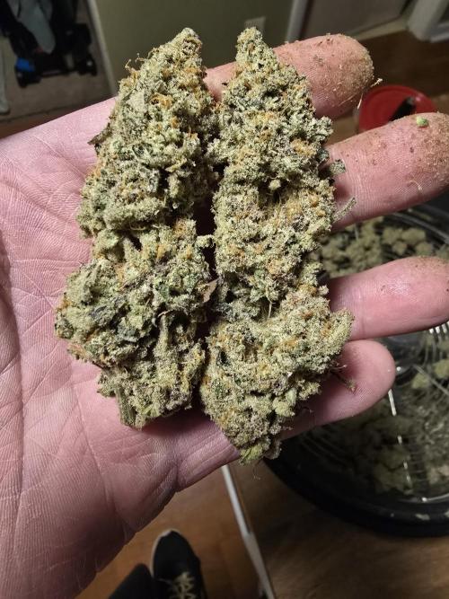 @Grow4Releaf. Week 19
