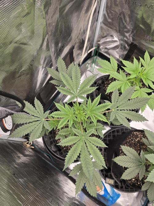 Blueberry Faygo. Week 5