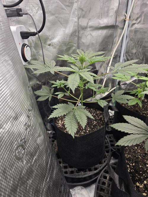 Blueberry Faygo. Week 5