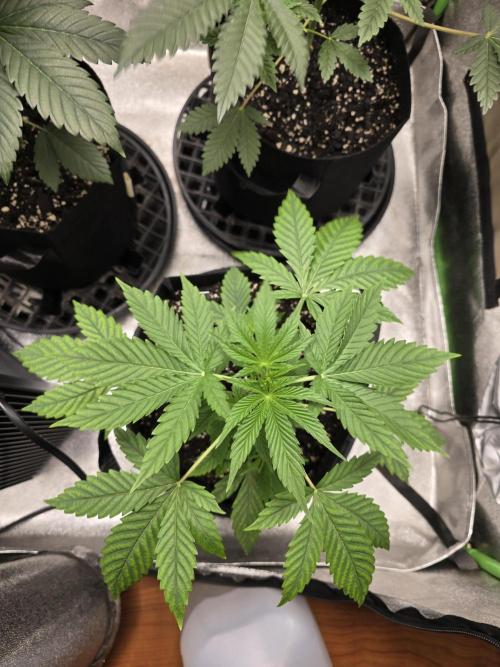 🍫 haze. Week 4