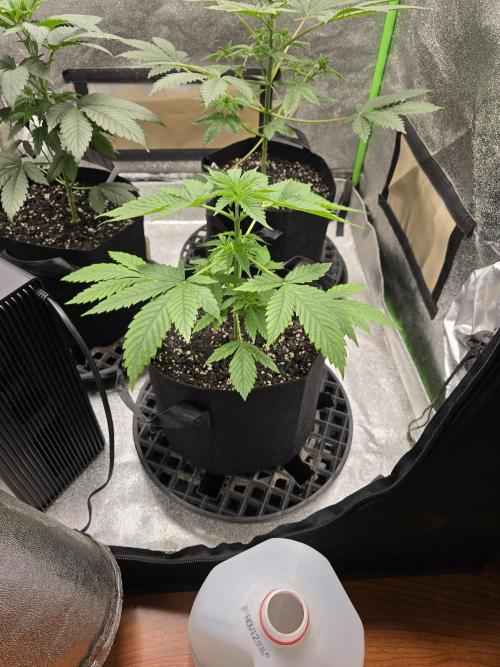🍫 haze. Week 4