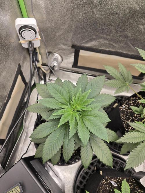 Gelato 41. Week 5
