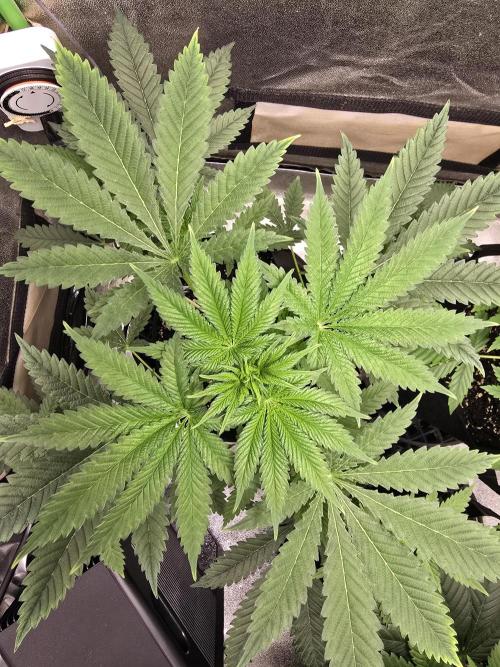 Blueberry Faygo. Week 6