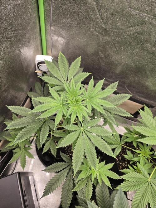 Blueberry Faygo. Week 6