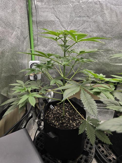 Blueberry Faygo. Week 6