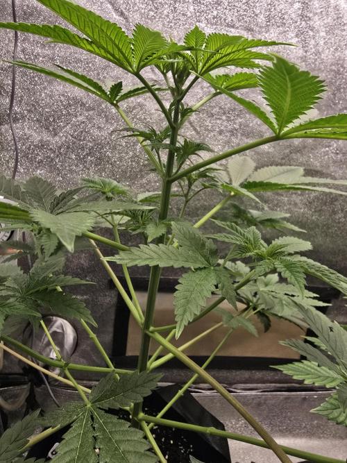 Blueberry Faygo. Week 6