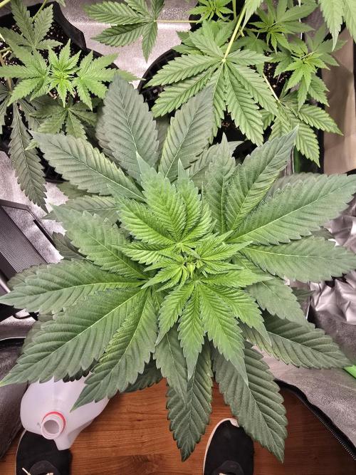 Gelato 41. Week 6