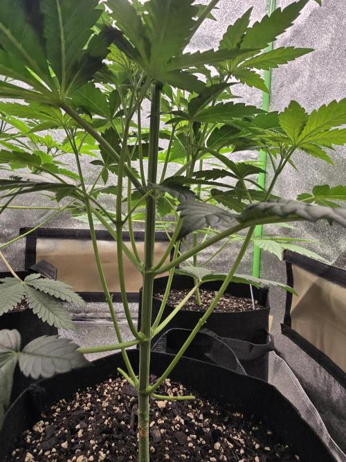 Gelato 41. Week 6