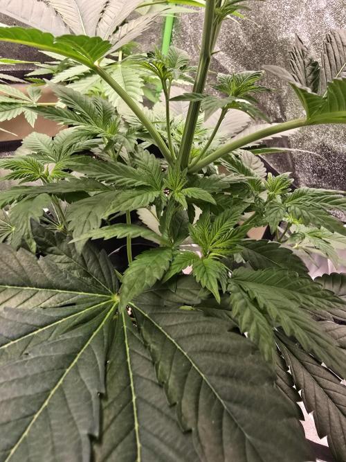 Gelato 41. Week 6