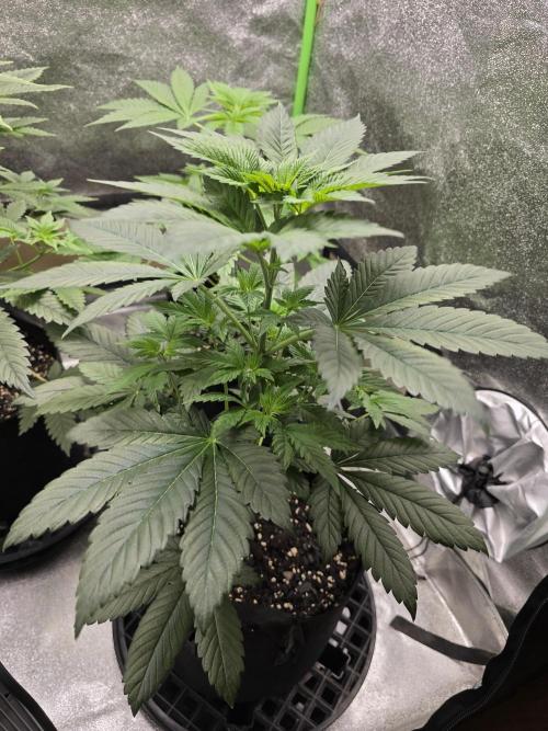 Gelato 41. Week 6