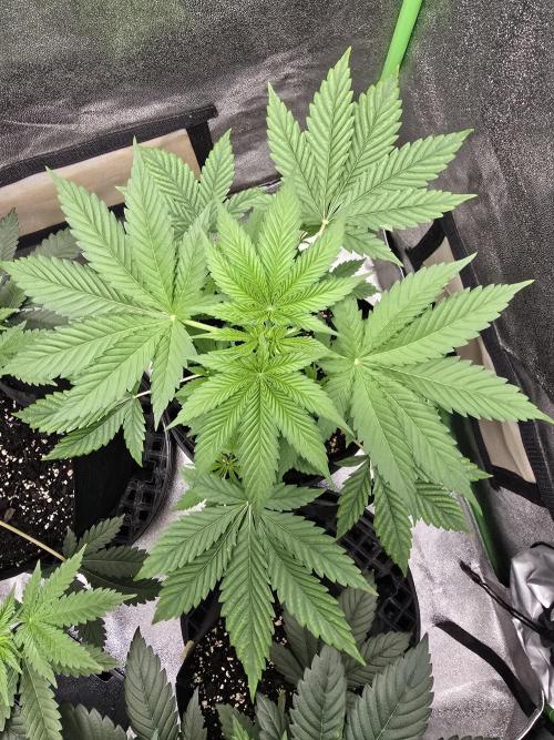 🍫 haze. Week 5