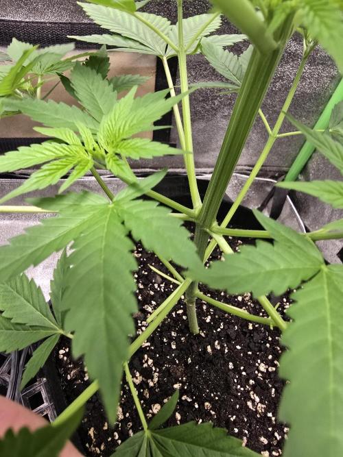 🍫 haze. Week 5