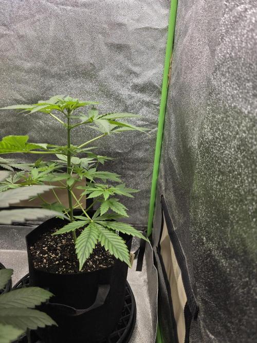 🍫 haze. Week 5