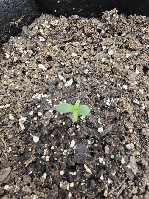 Big Banana 🍌. Week 1