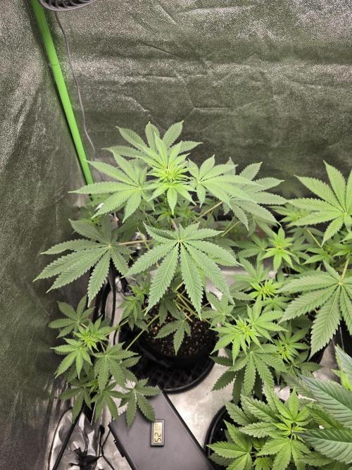 Blueberry Faygo. Week 7