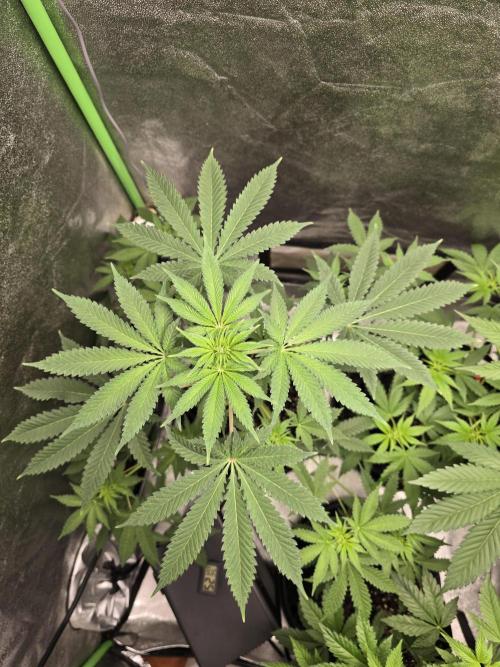 Blueberry Faygo. Week 7