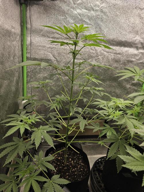 Blueberry Faygo. Week 7
