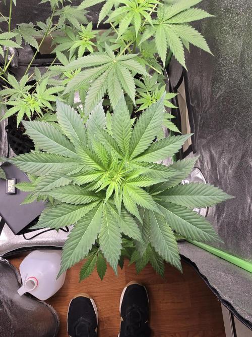 Gelato 41. Week 7