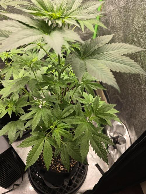 Gelato 41. Week 7