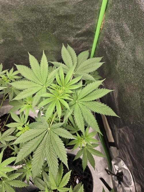 🍫 haze. Week 6