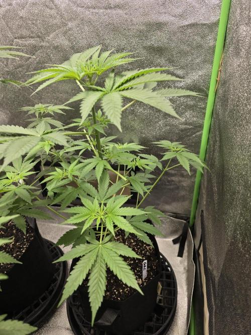🍫 haze. Week 6