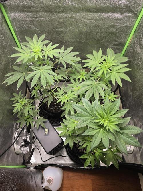 🍫 haze. Week 6