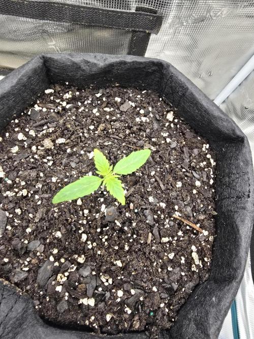 Big Banana 🍌. Week 2