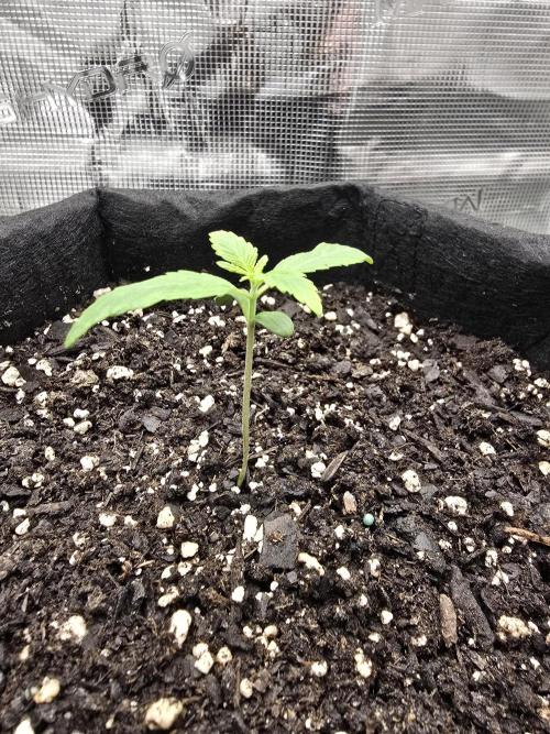 Big Banana 🍌. Week 2