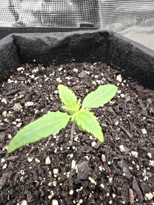 Banana Daddy Auto R BX2. Week 2