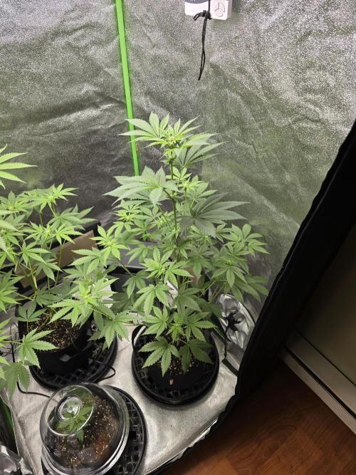 Gelato 41. Week 8