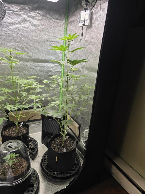 Gelato 41. Week 8