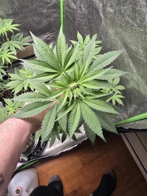 Gelato 41. Week 8