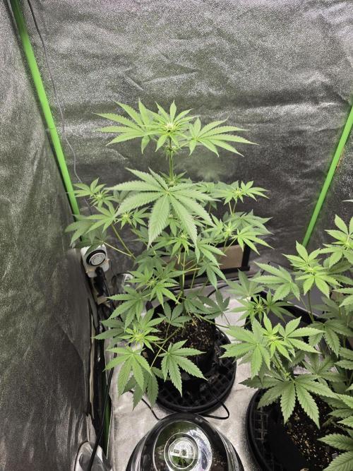 🍫 haze. Week 7