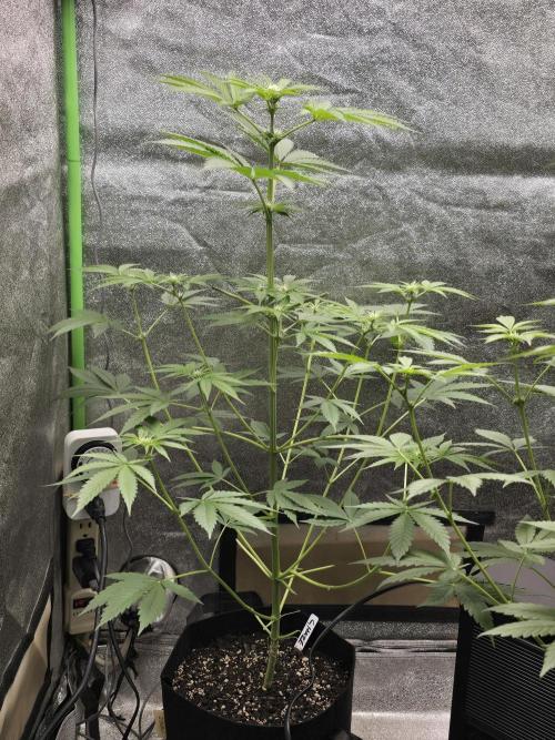 🍫 haze. Week 7