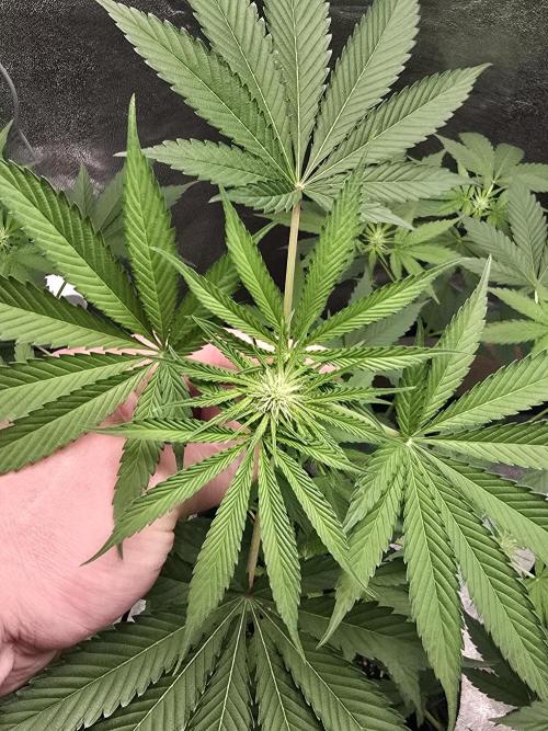 🍫 haze. Week 7