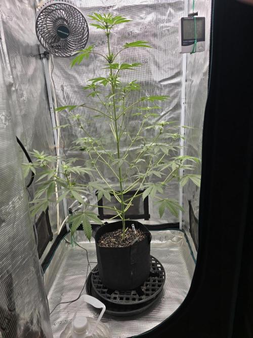 Blueberry Faygo. Week 8