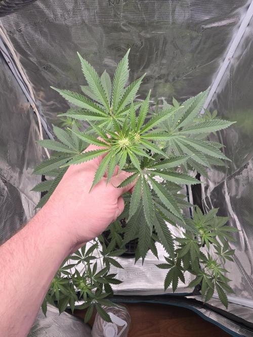Blueberry Faygo. Week 8