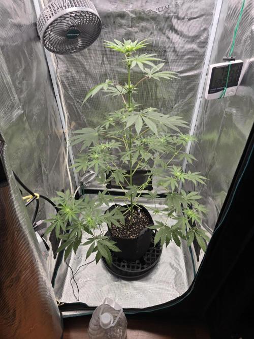 Blueberry Faygo. Week 8