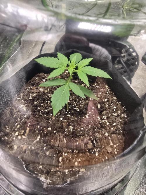 Banana Daddy Auto R BX2. Week 3