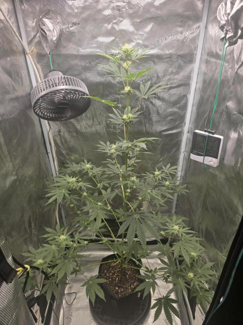 Blueberry Faygo. Week 9