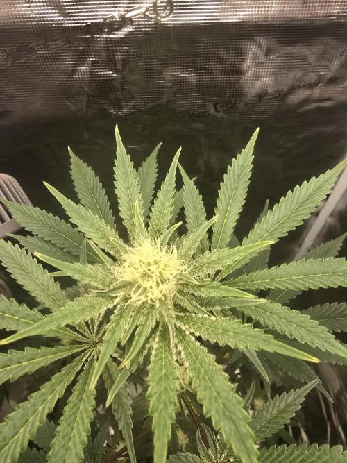 Blueberry Faygo. Week 9