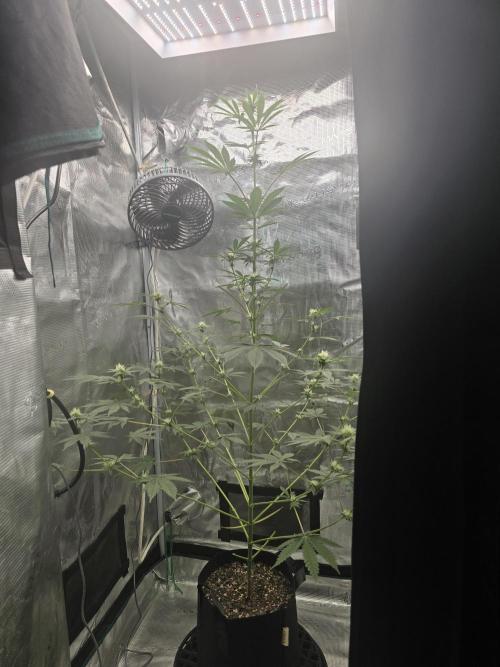 Blueberry Faygo. Week 9