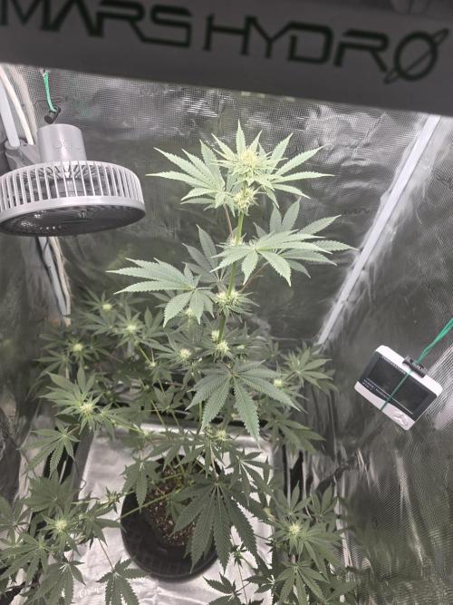 Blueberry Faygo. Week 9