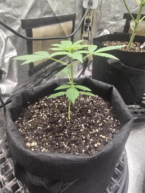 Big Banana 🍌. Week 4
