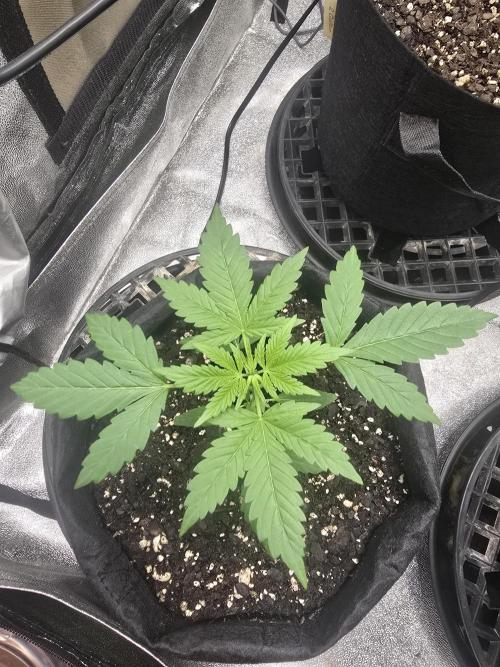 Banana Daddy Auto R BX2. Week 4