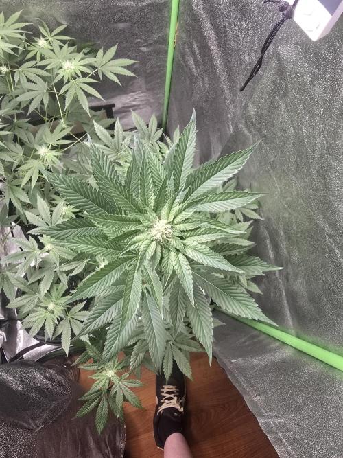 Gelato 41. Week 9