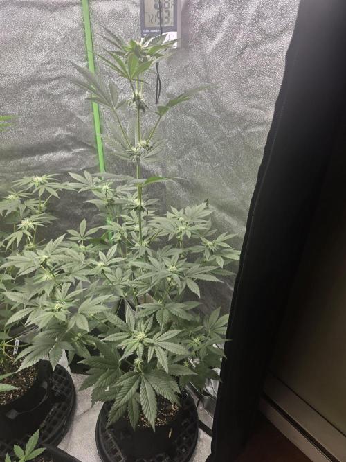Gelato 41. Week 9