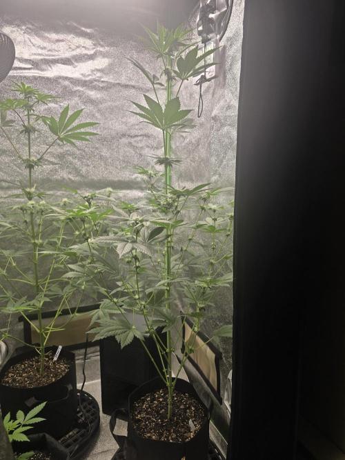 Gelato 41. Week 9